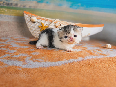 Camies Silver Tabby Boy - Exotic - Gallery Photo #1
