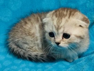 Scottish Fold In OREGON - Scottish Fold - Gallery Photo #1