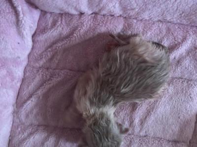 RESERVED Mink Bicolor Kats Ravishing Ragdolls - Ragdoll - Gallery Photo #1