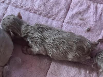 RESERVED Kats Ravishing Ragdolls SEAL MINK - Ragdoll - Gallery Photo #1