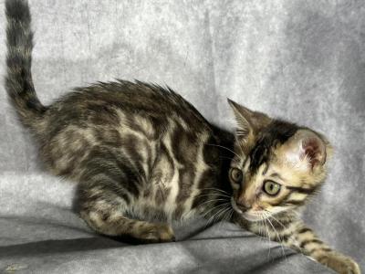 Blaze - Bengal - Gallery Photo #1
