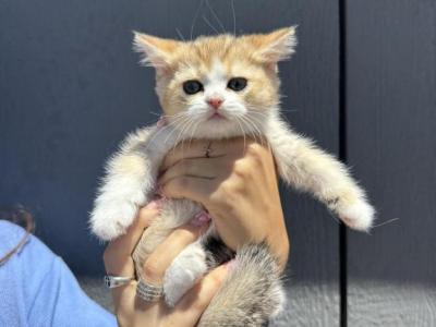 Mila - British Shorthair - Gallery Photo #1