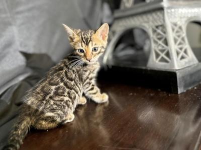 Bleu - Bengal - Gallery Photo #1