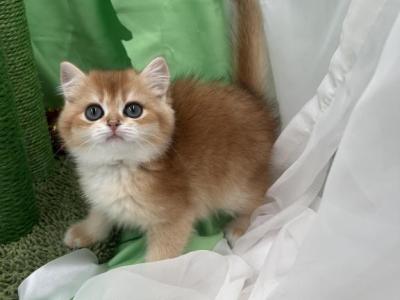 Manya - British Shorthair - Gallery Photo #1