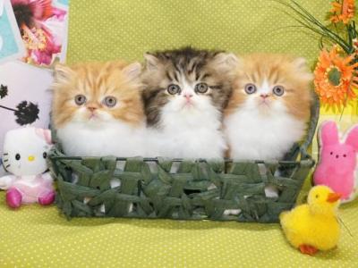 Three Persian Kittens - Persian - Gallery Photo #1