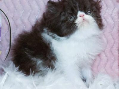 Show Quality Black And White Bi Color Male - Persian - Gallery Photo #1