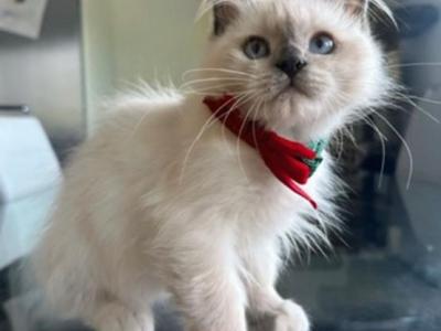 Older Litter - Ragdoll - Gallery Photo #1
