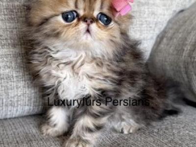 Gold - Persian - Gallery Photo #1