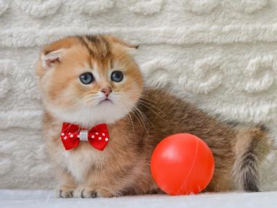 Fred - Munchkin - Gallery Photo #1
