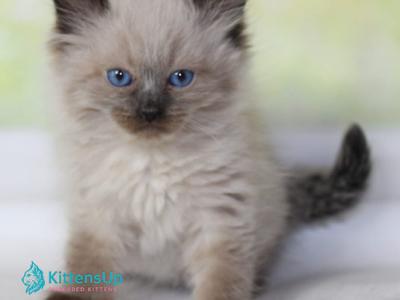 Nils - Siberian - Gallery Photo #1