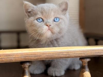 Jasper - British Shorthair - Gallery Photo #1