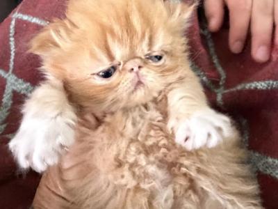 Rare Girl Red And White - Persian - Gallery Photo #1