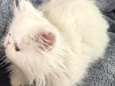 White Boy Casper - Persian - Gallery Photo #1