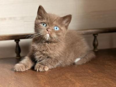 Jason - British Shorthair - Gallery Photo #1