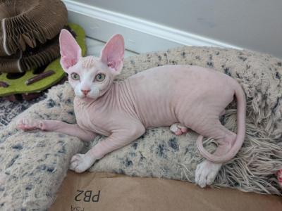 Kristina APPLEra - Sphynx - Gallery Photo #1