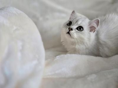 Scottish Female Bell - Scottish Fold - Gallery Photo #1