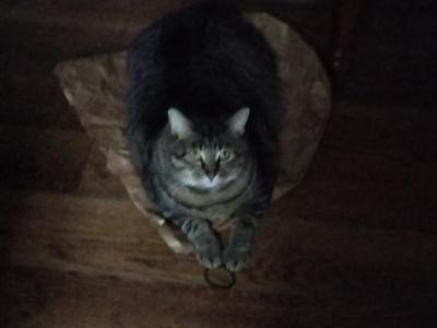 Sadie - Domestic - Gallery Photo #1