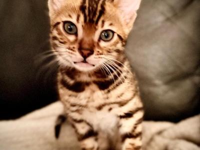 GOJO - Bengal - Gallery Photo #1