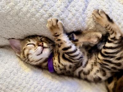 KITA - Bengal - Gallery Photo #1