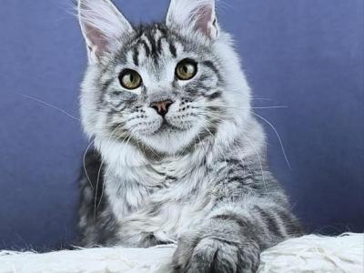 Esenya - Maine Coon - Gallery Photo #1