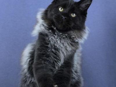 Hard Core - Maine Coon - Gallery Photo #1