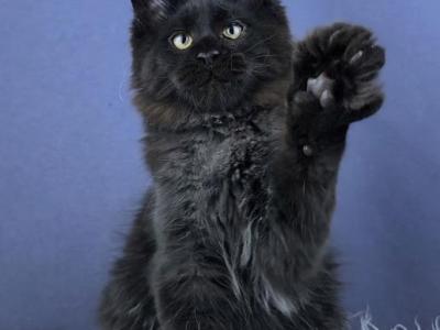 Huligan - Maine Coon - Gallery Photo #1