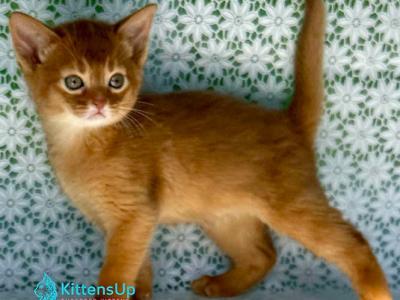 Baks - Abyssinian - Gallery Photo #1