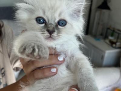 Daisy - Ragdoll - Gallery Photo #1
