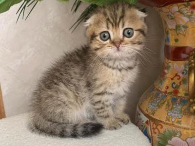 Scottish Fold - Scottish Fold - Gallery Photo #1
