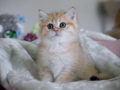 Kayla HappyBRI - British Shorthair - Gallery Photo #1