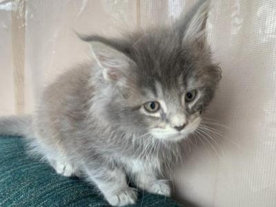 Blue  Maine Coon - Maine Coon - Gallery Photo #1
