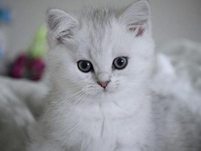 Kai HappyBRI - British Shorthair - Gallery Photo #1