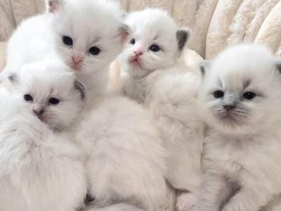 Skylar's Babies - Ragdoll - Gallery Photo #1
