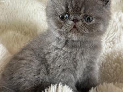 Gus - Exotic - Gallery Photo #1