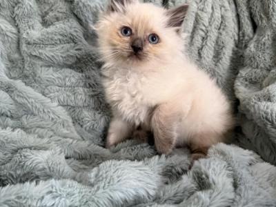 Blue Point Male - Ragdoll - Gallery Photo #1