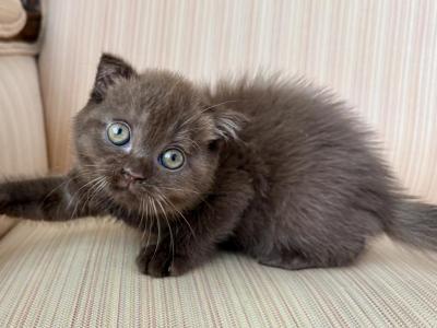 Scottish Chocolate Male & Female - Scottish Fold - Gallery Photo #1
