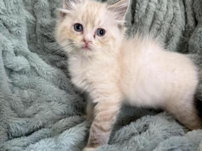 Seal Lynx Mitted With A Blaze - Ragdoll - Gallery Photo #1
