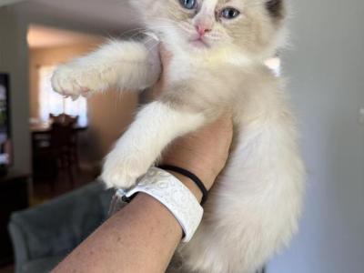 Seal Mitted With A Blaze - Ragdoll - Gallery Photo #1