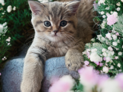 Zoltan - British Shorthair - Gallery Photo #1