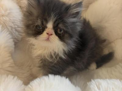 Persian - Persian - Gallery Photo #1