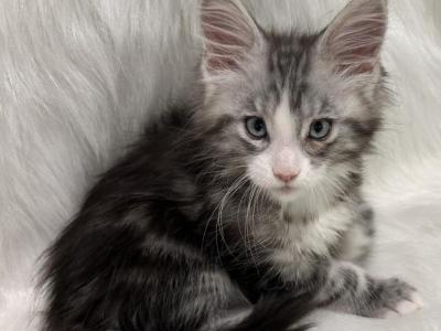 Eli - Maine Coon - Gallery Photo #1