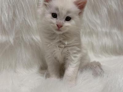 Axl - Maine Coon - Gallery Photo #1