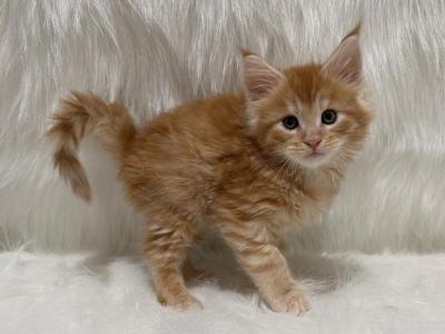 Leo - Maine Coon - Gallery Photo #1