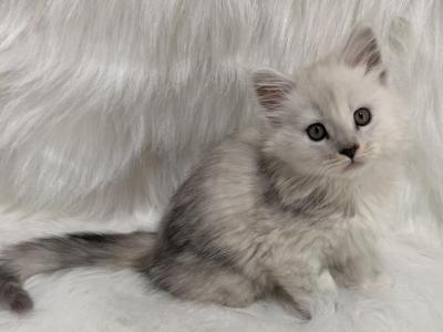 Sky - Maine Coon - Gallery Photo #1
