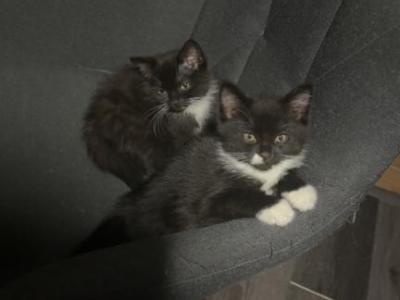 Himalayan Russian Blue Kittens - Domestic - Gallery Photo #1