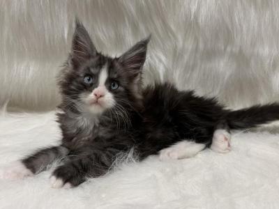 Ty - Maine Coon - Gallery Photo #1
