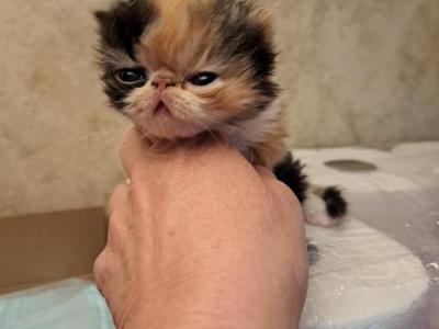 Sarah - Persian - Gallery Photo #1