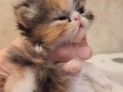 MADELYNN - Persian - Gallery Photo #1