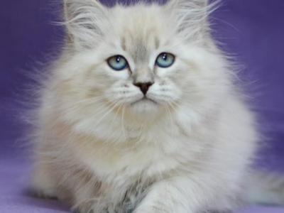 Dina - Siberian - Gallery Photo #1