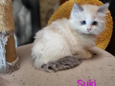 Suki - Ragdoll - Gallery Photo #1